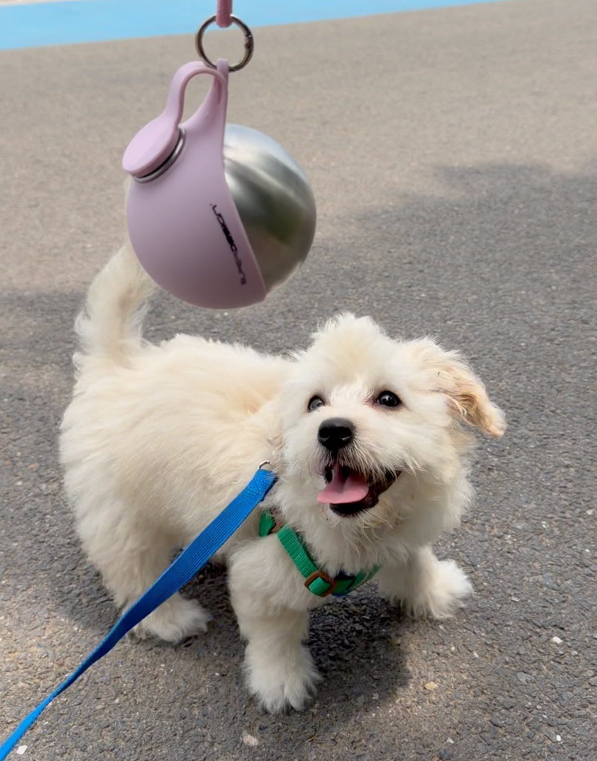 Dog enjoying an outdoor walk with WalkSip